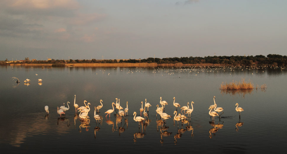 foto F. Cilea