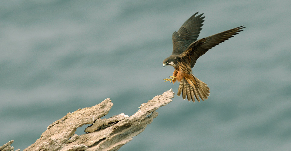 falco della regina - foto di Bruno Berthemy