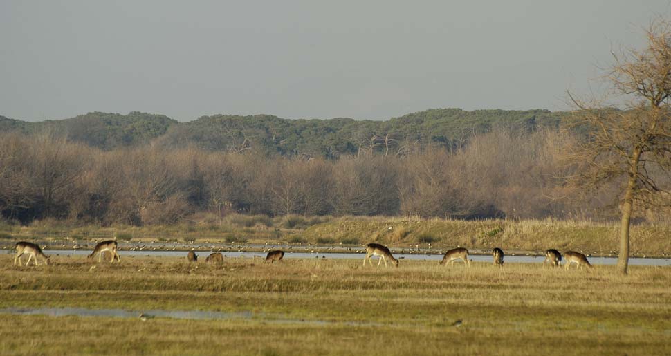 (foto: M. Bonora)