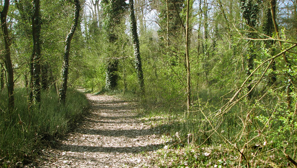 oasi bosco negri